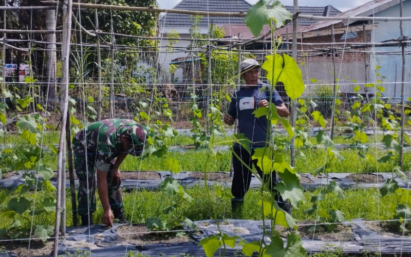 Koramil 03 Sei Sembilan Beri Pendampingan Budidaya Gambas kepada Petani