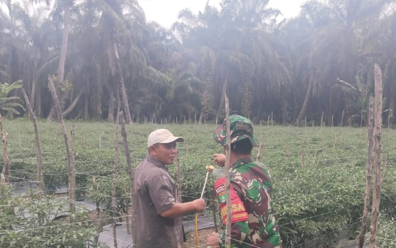 Dukung Ketahanan Pangan, Babinsa Batu Teritip Lakukan Pendampingan Pertanian