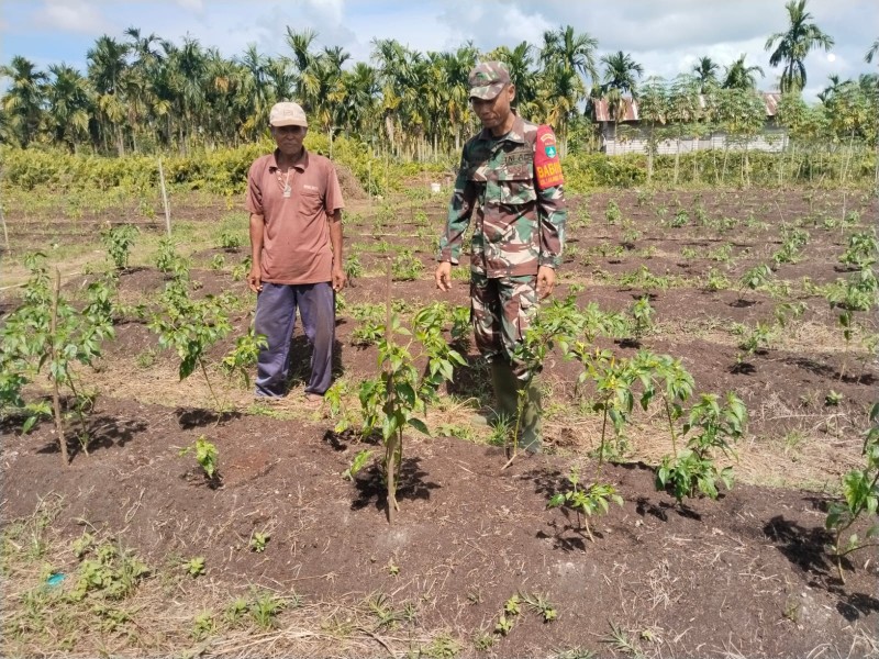 Dukung Swasembada Pangan, Babinsa Tanjung Penyembal Dampingi Petani Cabai Rawit