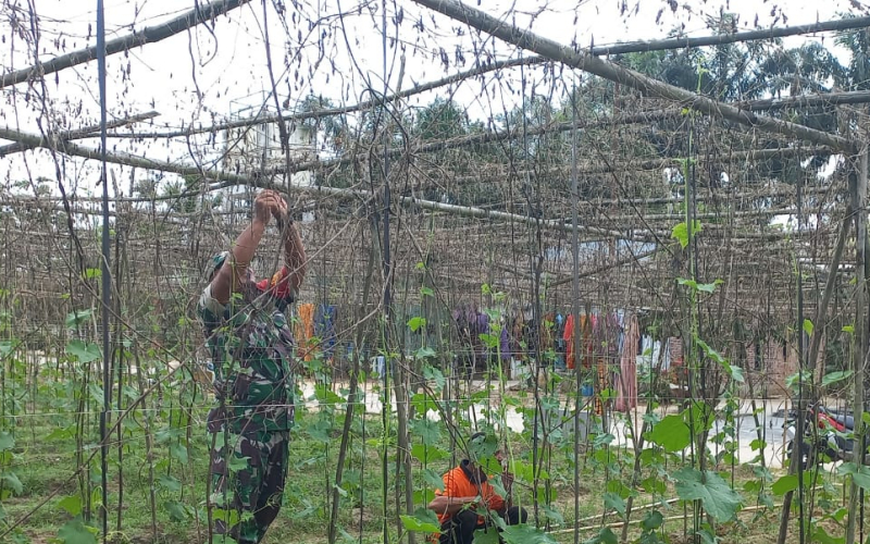 Dukung Swasembada Pangan, Babinsa Bukit Nenas Dampingi Budidaya Tanaman Pare