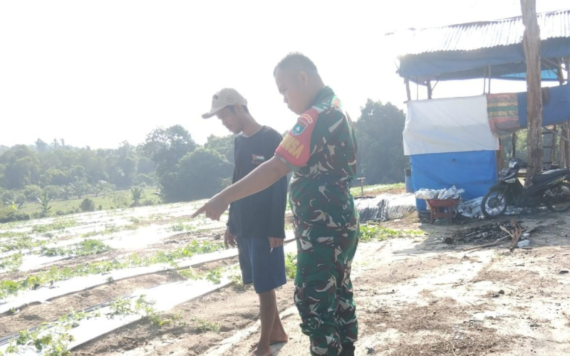 Babinsa STDI Gencarkan Patroli Karhutla dan Ajak Warga Tanam Semangka Ramah Lingkungan