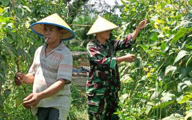 Babinsa Sungai Geniot Dampingi Petani Kedelai, Dorong Hasil Panen Maksimal