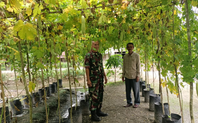 Dukung Ketahanan Pangan, Babinsa Koramil 03 Dampingi Petani Pare di Lubuk Gaung