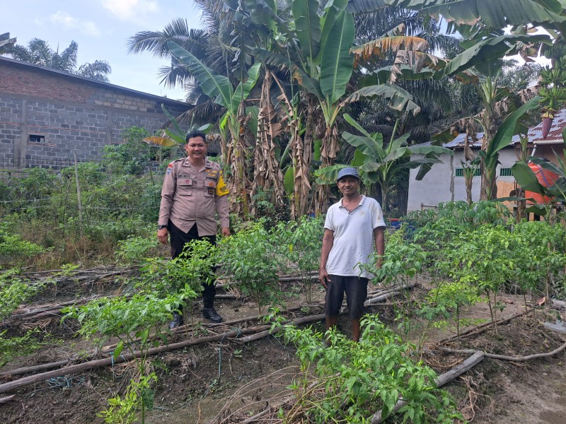 Bhabinkamtibmas Bumi Ayu Dampingi Warga Kembangkan Kebun Cabai Demi Ketahanan Pangan