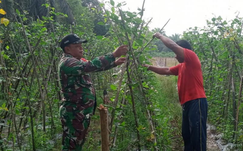 Di Sektor Pertanian, Babinsa Bagan Besar Laksanakan Karya Nyata dan Pendampingan