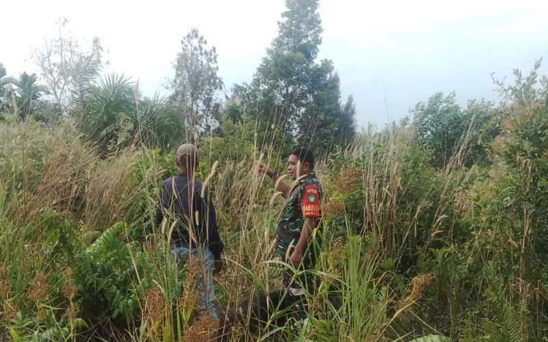 Babinsa Rimba Sekampung Patroli Karhutla dan Dampingi Penyemaian Bayam di Dumai Barat