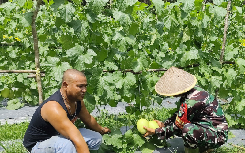 Babinsa Koramil Sungai Sembilan Aktif Dampingi Petani Melon dan Edukasi Bahaya Karhutla