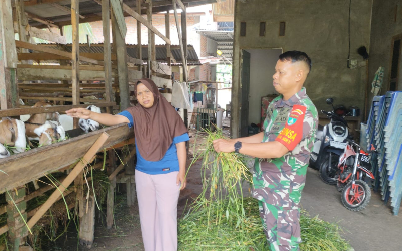 Tingkatkan Kesehatan Ternak, Babinsa Jaya Mukti Lakukan Pemantauan dan Edukasi PMK
