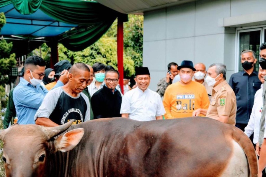 Iduladha 1446 H, PWI Riau Terima Bantuan Sapi Kurban dari PT Riau Petroleum Rokan