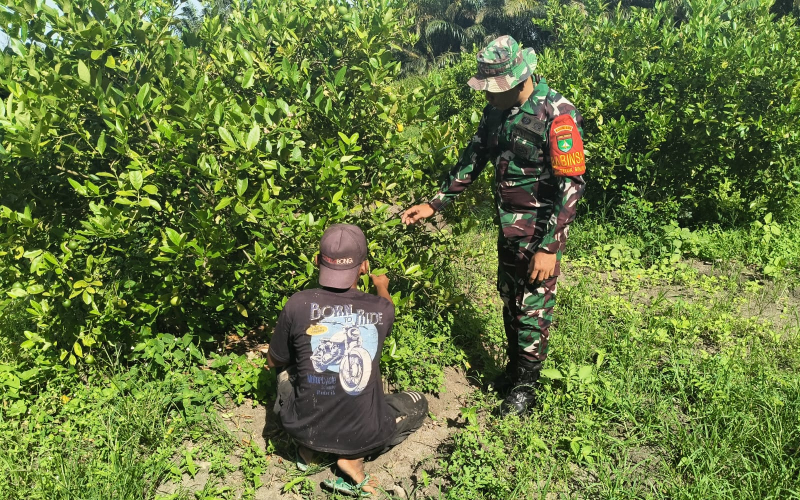 Dukung Ketahanan Pangan, Babinsa Koramil 01 Dumai Laksanakan Pendampingan Tanaman Jeruk Nipis