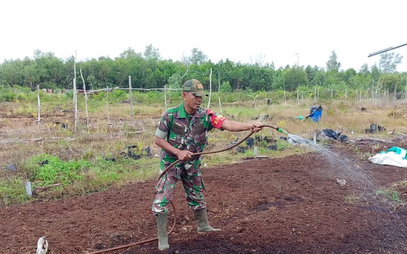 Babinsa Sertu Ramli Dorong Kemandirian Warga Lewat Penanaman Hortikultura di Medang Kampai