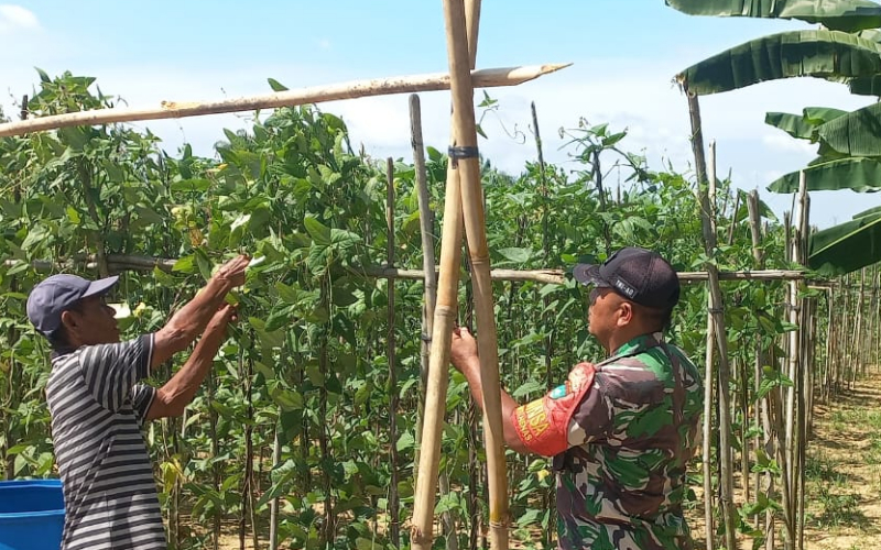 Dukung Swasembada Pangan, Babinsa Bukit Nenas Dampingi Petani Semangka di Bukit Kapur