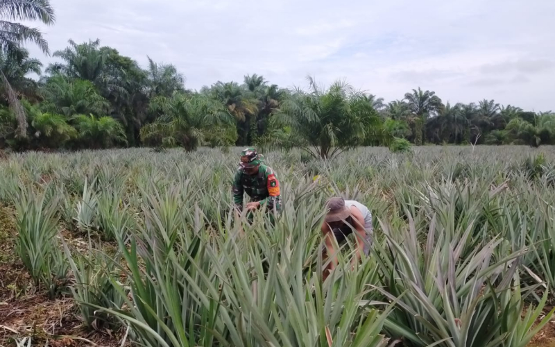 Babinsa Koramil 03 Sei Sembilan Gencar Patroli Karhutla dan Dampingi Warga Tanam Nanas