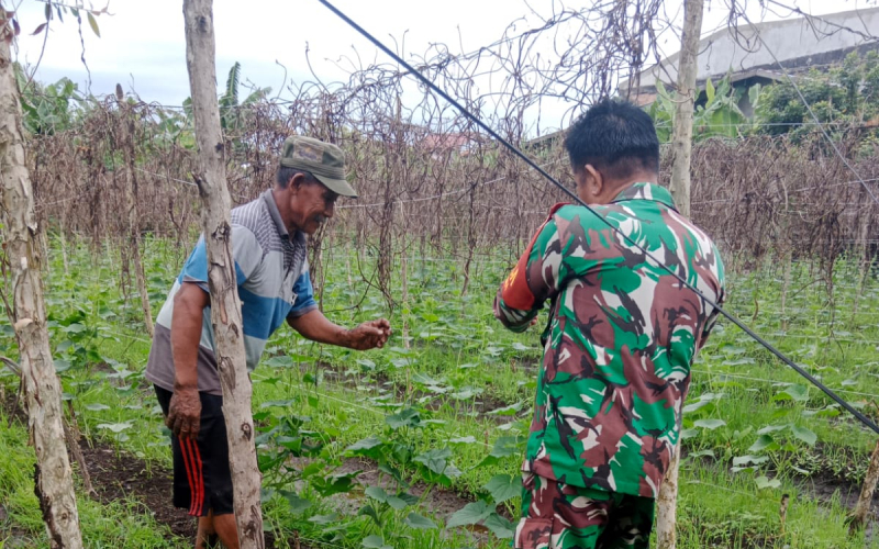 Dukung Ketahanan Pangan, Babinsa Purnama Bantu Petani Kembangkan Tanaman Kacang Panjang
