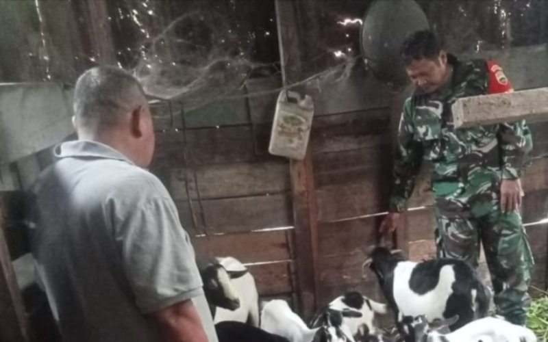 Babinsa Koramil 01 Dumai Dampingi Peternak Kambing, Cegah Penyebaran PMK