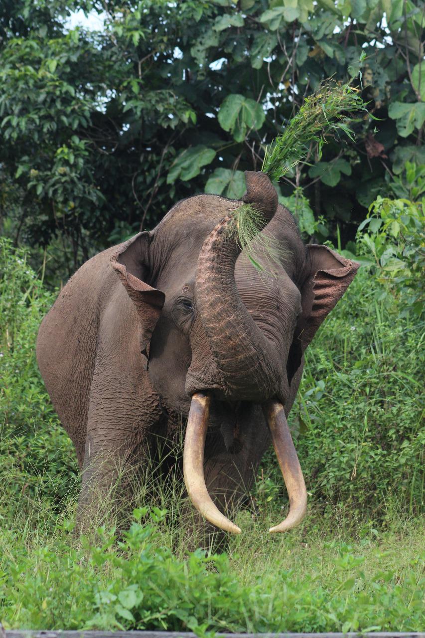 Mendesak Pengungkapan Kematian Gajah Rahman