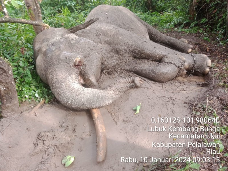 Kematian Gajah Rahman Di Elephants Flying Squad TN Tesso Nilo