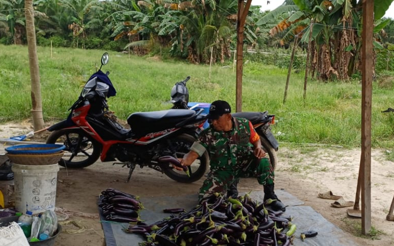 Babinsa Gurun Panjang Dampingi Petani Kacang Taring Tingkatkan Produktivitas