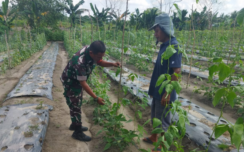 Patroli dan Sosialisasi Karhutla, Babinsa Dumai Selatan Tanam Kacang Panjang Bersama Warga