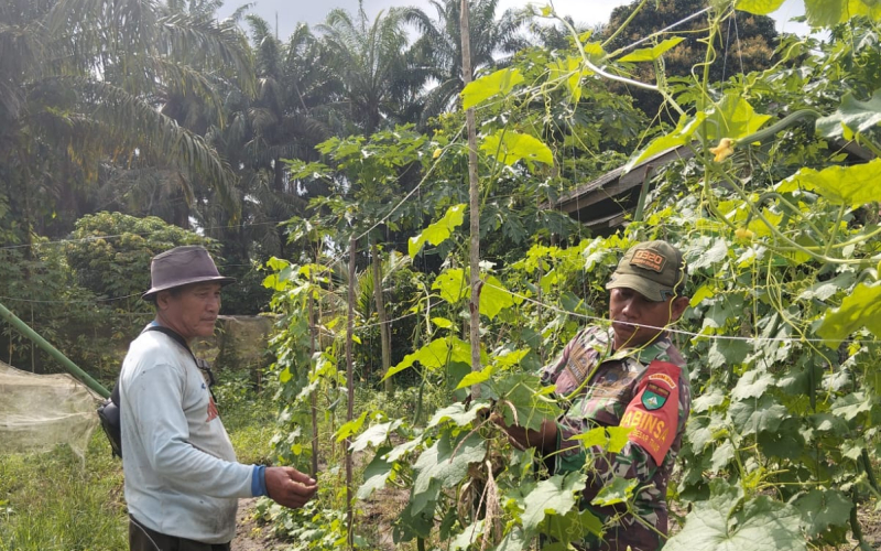 Dukung Swasembada Pangan, Babinsa Koramil 02 Bukit Kapur Bina Petani Gambas