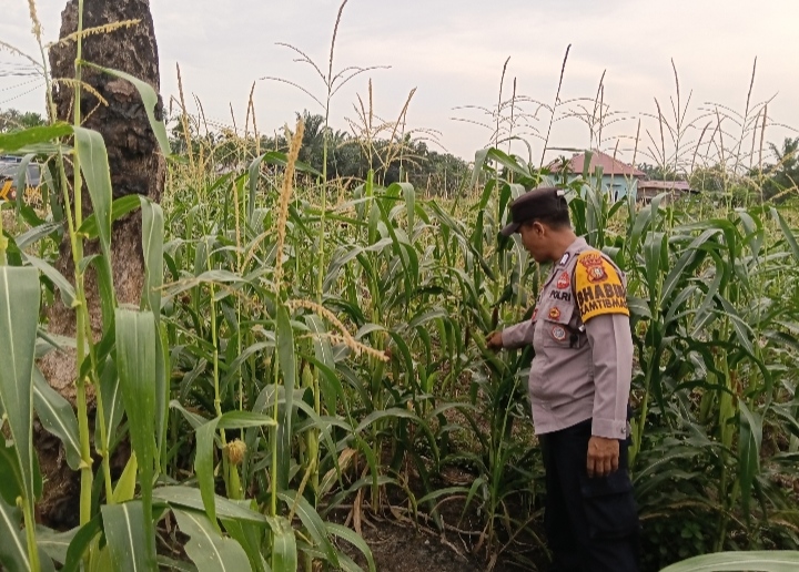 Bhabinkamtibmas dan Petani Bersinergi Mendukung Program Ketahanan Pangan Nasional