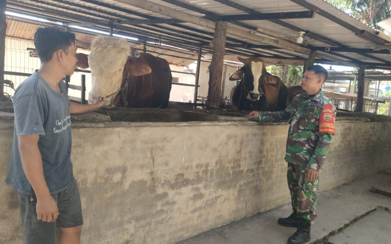 Babinsa Turun ke Lapangan, Pastikan Kesehatan Sapi Milik Warga Jaya Mukti