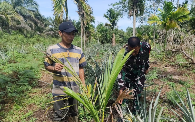 Babinsa Batu Teritip Laksanakan Pendampingan Pertanian Nanas dan Sosialisasi Karhutla