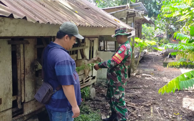 Wujud Kepedulian Babinsa Bangsal Aceh, Serda Iwan Sahputra Tinjau Kesehatan Ternak Warga