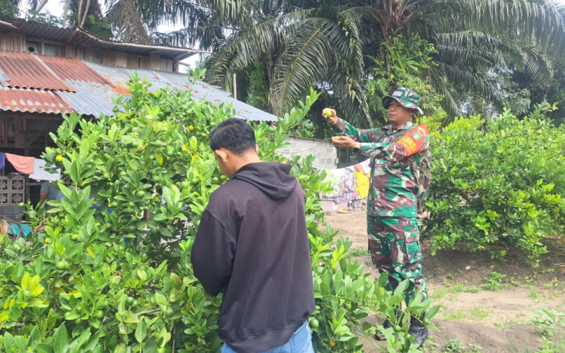 Babinsa Bukit Datuk Ajak Warga Cegah Karhutla Lewat Penanaman Jeruk Nipis