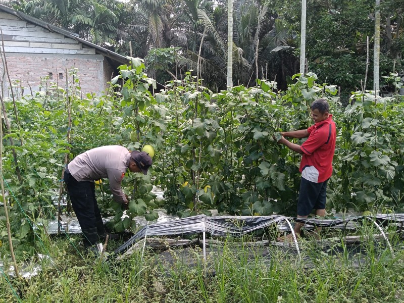 Bripka Edy Suryanto Pantau Kebun Melon Warga untuk Mendukung Ketahanan Pangan