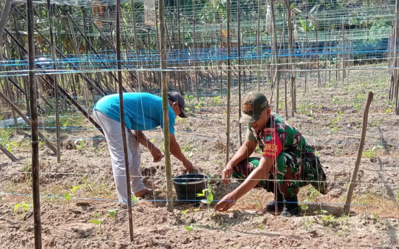 Babinsa Koramil 02 Bukit Kapur Dampingi Petani Kacang Panjang Dukung Swasembada Pangan