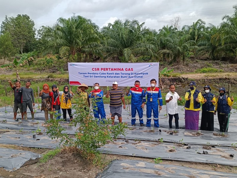 Pertagas ODA Salurkan Bantuan Bibit Cabai dan Terong Kepada Poktan Sri Gemilang