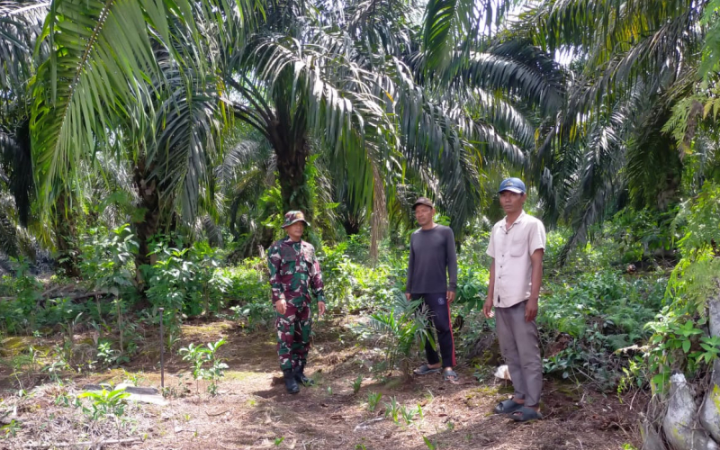 Babinsa Koramil 03 Sungai Sembilan Patroli Karhutla Sambil Dampingi Warga Tanam Cabai
