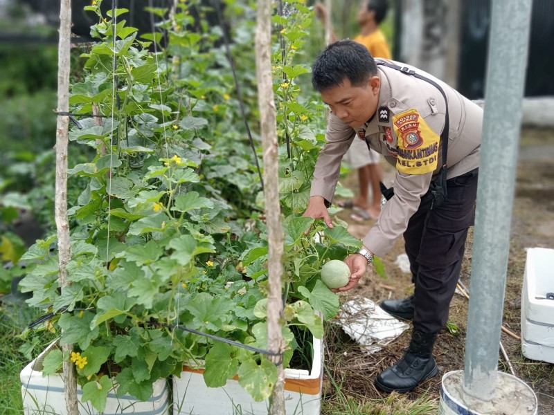 Ketahanan Pangan di Dumai Barat Diperkuat Melalui Pendampingan Petani oleh Bhabinkamtibmas Aiptu Mardazana