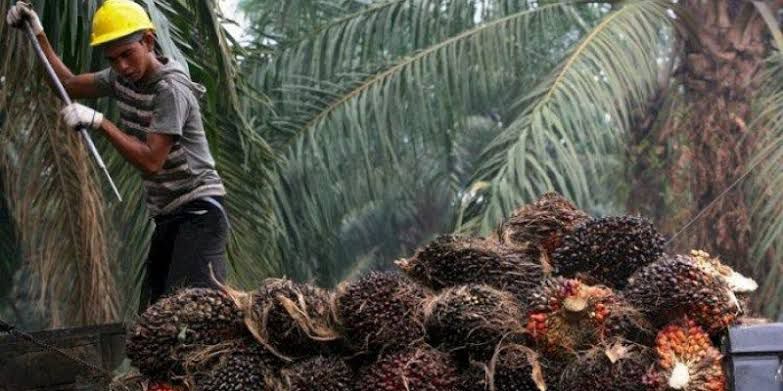 Cabut Larangan Ekspor, Petani Kelapa Sawit Indonesia Terima Kasih ke Presiden Jokowi.
