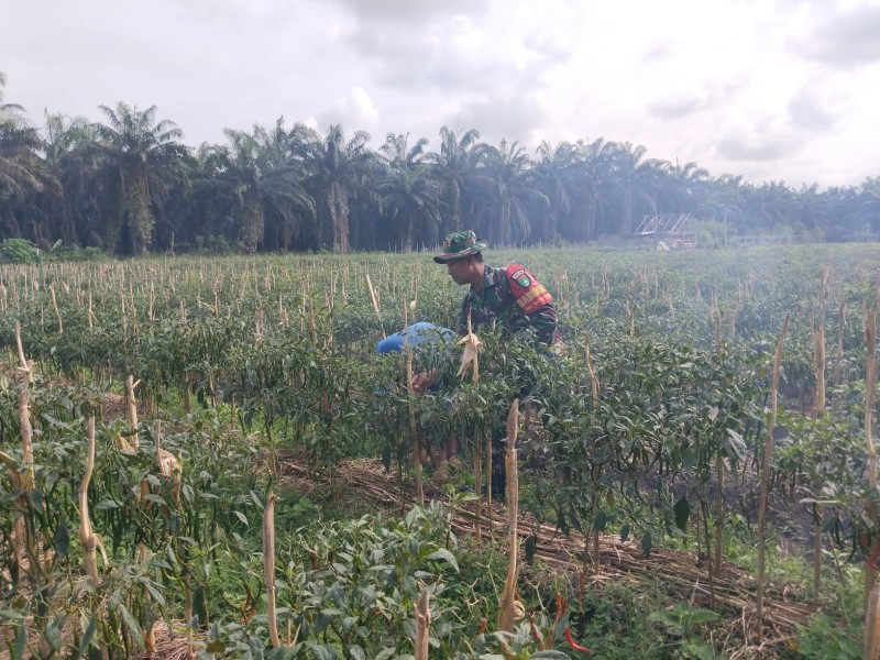 Babinsa Sei Sembilan Dampingi Warga Kembangkan Kebun Cabai, Sekaligus Sosialisasi Cegah Karhutla