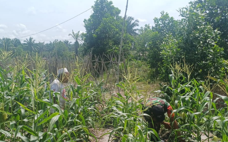 Babinsa Gurun Panjang Dampingi Petani Jagung Wujudkan Ketahanan Pangan di Dumai