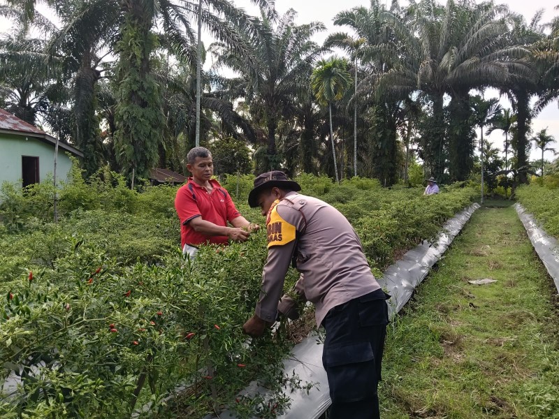 Dukung Ketahanan Pangan Nasional, Polisi dan Petani Kompak Rawat Kebun Cabai