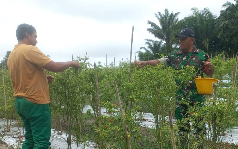 Babinsa Bukit Kapur Dampingi Petani Cabai, Dukung Ketahanan Pangan di Dumai