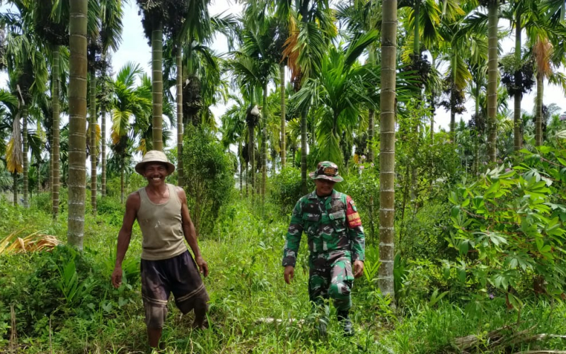 Babinsa Bangsal Aceh Gencar Cegah Karhutla Sambil Dampingi Petani Cabai