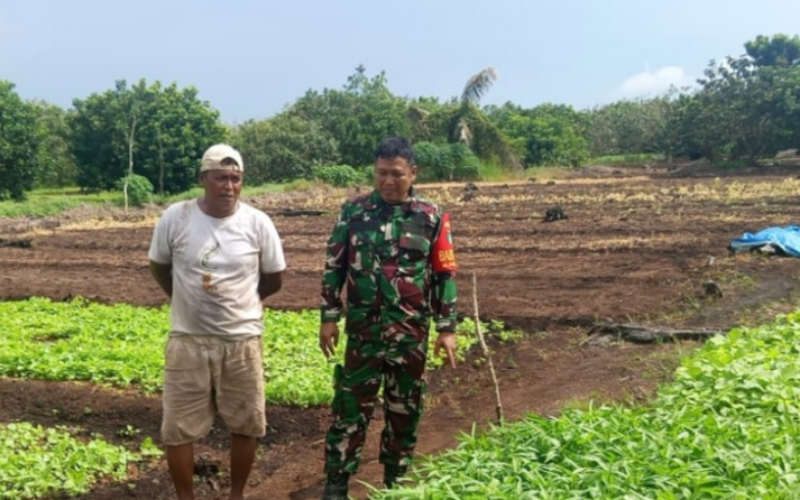 Pendampingan Pertanian dan Edukasi Karhutla, Babinsa Dumai Barat Turun Langsung ke Warga