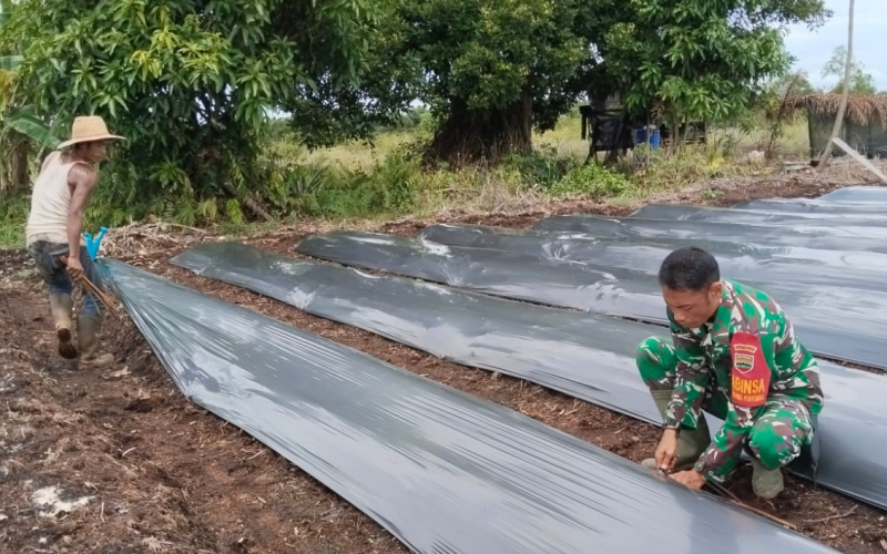 Babinsa Koramil 03/Sungai Sembilan Dorong Petani Tingkatkan Produksi Cabai Merah