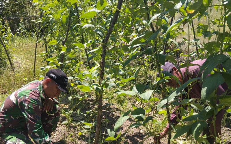 Babinsa Bagan Besar Timur Dampingi Warga Tanam Kacang Panjang Dukung Ketahanan Pangan