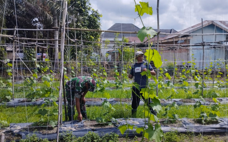 Babinsa Sungai Sembilan Dampingi Petani Gambas Dukung Swasembada Pangan