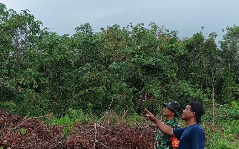 Cuaca Hujan, Patroli Karhutla Babinsa Guntung Pastikan Wilayah Aman Tanpa Titik Api