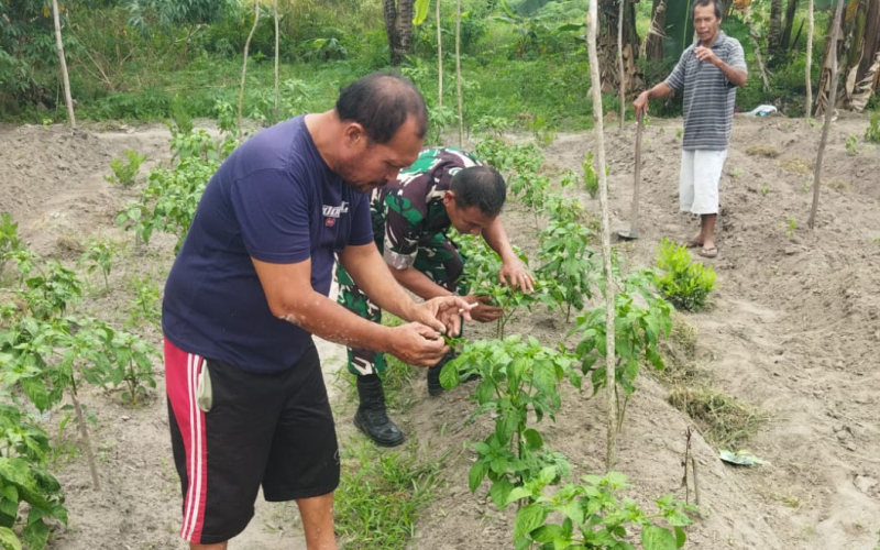 Babinsa Koramil 01/Dumai Patroli Karhutla Sambil Edukasi Banjir dan Dampingi Petani Cabai
