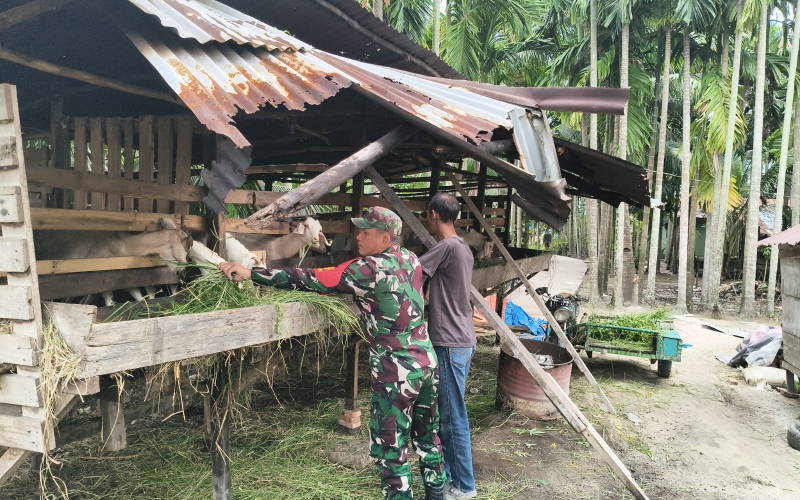 Babinsa Teluk Binjai Lakukan Pendampingan Peternak, Antisipasi Penyebaran PMK