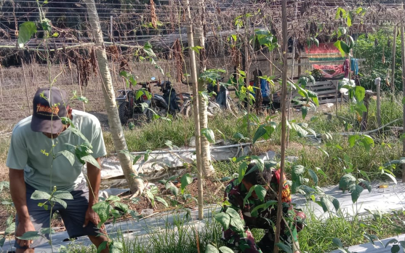 Dukung Swasembada Pangan, Babinsa Basilam Baru Dorong Petani Manfaatkan Lahan Produktif