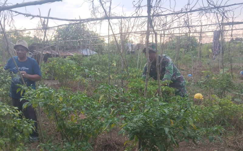 Babinsa Sungai Sembilan Dampingi Petani Cabai Sekaligus Sosialisasi Karhutla