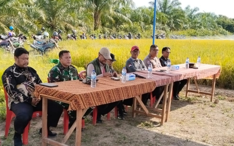 Danramil 03 Sungai Sembilan Hadiri Panen Padi Bersama Program Pengembangan Tanaman Pangan
